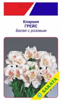 Кларкия “Грейс” Белая с розовым F1