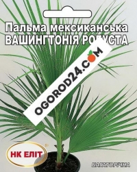 Пальма Вашингтония Робуста