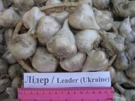 Чеснок Лидер