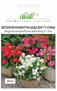Бегония вечноцветущая Бада Бинг F1