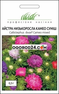 Семена астры низкорослой Камео смесь
