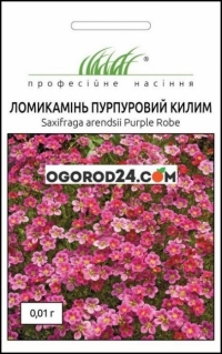 Семена камнеломки Пурпурный ковер