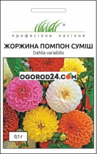Семена георгины Помпон, смесь