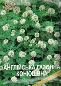 Английский газонный клевер