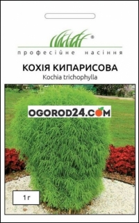 Семена Кохия кипарисова