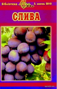 Слива